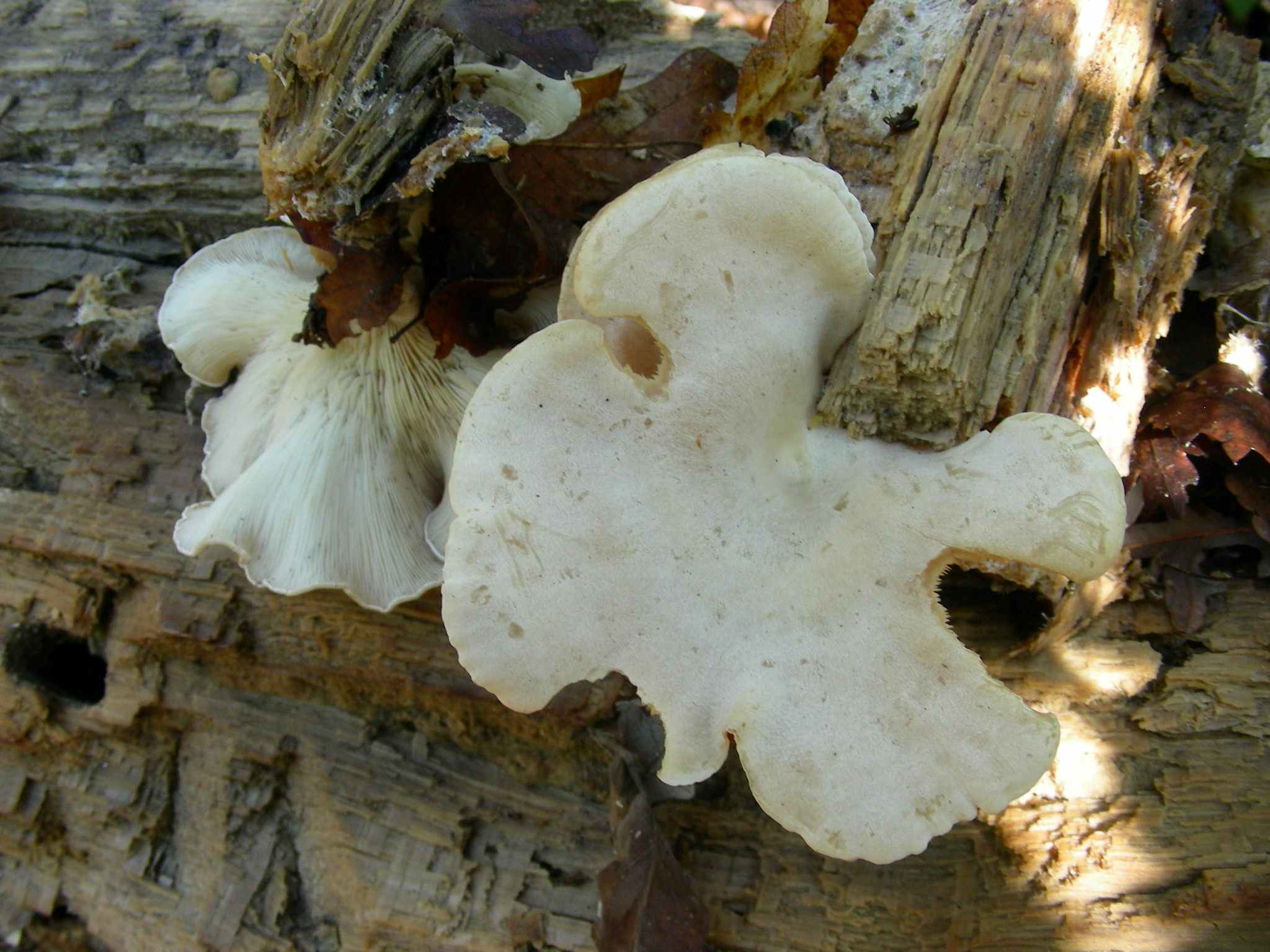 1953 Marzo vecchio ritrovamento